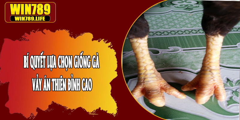 Bí Quyết Lựa Chọn Giống Gà Vảy Án Thiên Đỉnh Cao