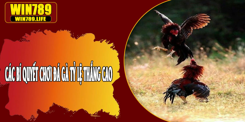 Các Bí Quyết Chơi Đá Gà Tỷ Lệ Thắng Cao