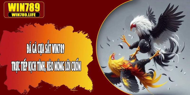 Đá Gà Cựa Sắt Win789 – Trực Tiếp Kịch Tính, Kèo Nóng Lôi Cuốn