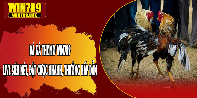 Đá Gà Thomo Win789 – Live Siêu Nét, Đặt Cược Nhanh, Thưởng Hấp Dẫn