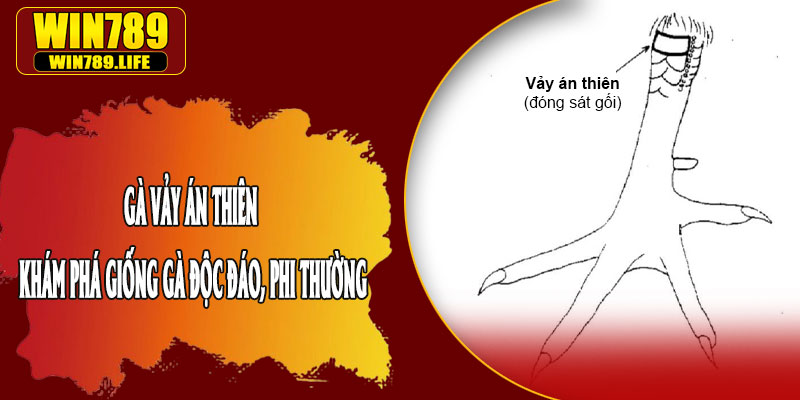Gà Vảy Án Thiên – Khám Phá Giống Gà Độc Đáo, Phi Thường