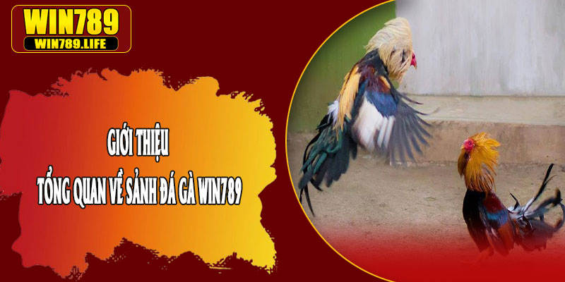 Giới Thiệu Tổng Quan Về Sảnh Đá Gà Win789