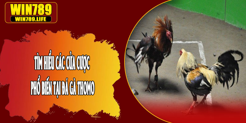 Tìm Hiểu Các Cửa Cược Phổ Biến Tại Đá Gà Thomo