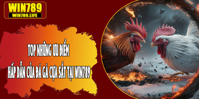 Top Những Ưu Điểm Hấp Dẫn Của Đá Gà Cựa Sắt Tại Win789