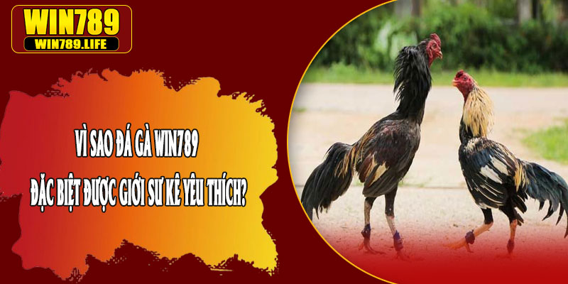 Vì Sao Đá Gà Win789 Đặc Biệt Được Giới Sư Kê Yêu Thích?