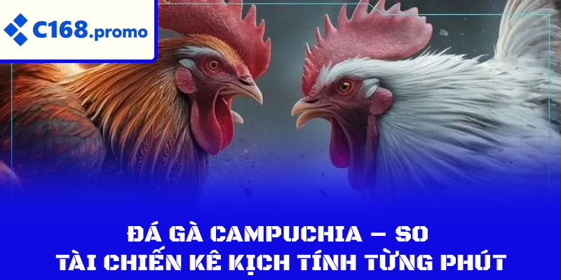 Đá Gà Campuchia – So Tài Chiến Kê Kịch Tính Từng Phút