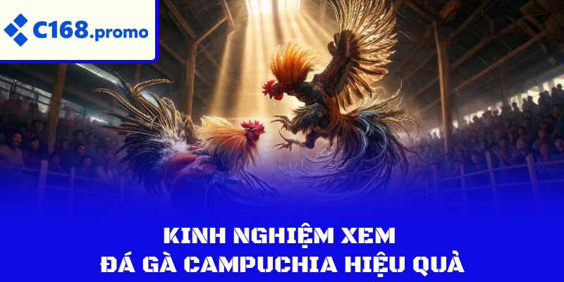 Kinh nghiệm xem đá gà Campuchia hiệu quả