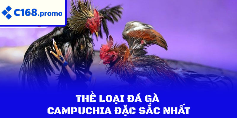 Thể loại đá gà Campuchia đặc sắc nhất